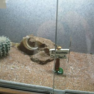 Rainforest Reptiles- Leopard Gecko Exhibit