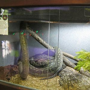 Rainforest Reptiles- Carpet Python Exhibit