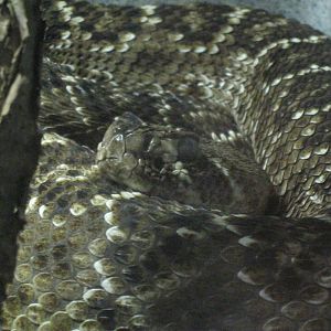 Rainforest Reptiles- Western Diamondback Rattlesnake