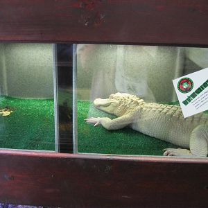 Rainforest Reptiles- White Alligator Exhibit