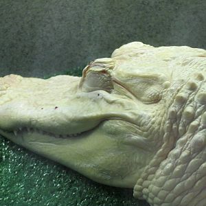Rainforest Reptiles- White Alligator