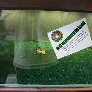 Rainforest Reptiles- White Alligator Exhibit