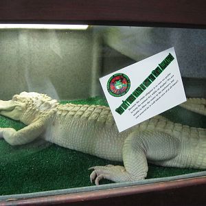Rainforest Reptiles- White Alligator Exhibit
