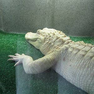 Rainforest Reptiles- White Alligator