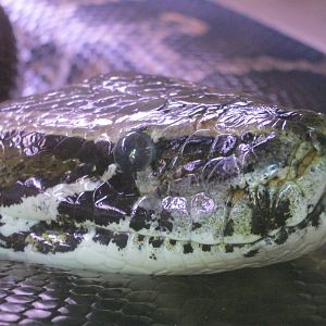 Rainforest Reptiles- Burmese Python