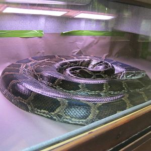 Rainforest Reptiles- Burmese Python Exhibit