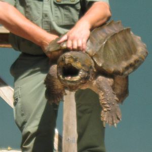Rainforest Reptiles Show- Alligator Snapping Turtle Tex