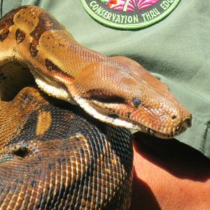 Rainforest Reptiles Show- Common Boa Constrictor