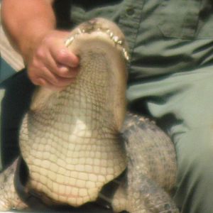 Rainforest Reptiles Show- American Alligator