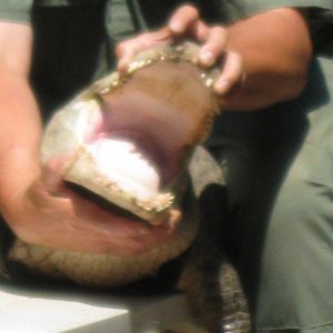 Rainforest Reptiles Show- Fred's Mouth