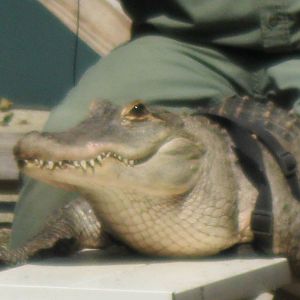 Rainforest Reptiles Show- Fred the Gator