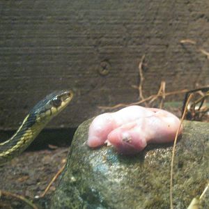 New England Farmyard- Lunchtime!