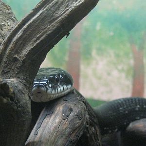 New England Farmyard- Black Rat Snake