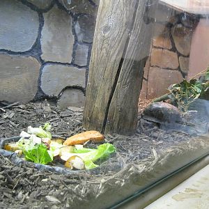 New England Farmyard- Eastern Box Turtle Exhibit