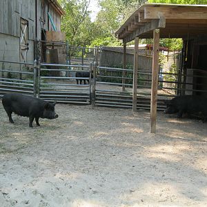 New England Farmyard- Guinea Hog Exhibit