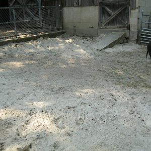 New England Farmyard- Guinea Hog Exhibit