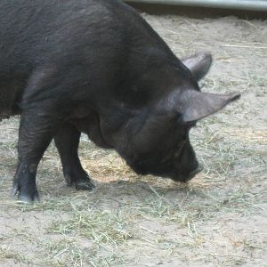 New England Farmyard- Guinea Hog