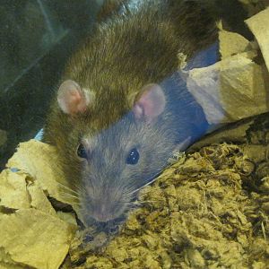 New England Farmyard- Norway Rat