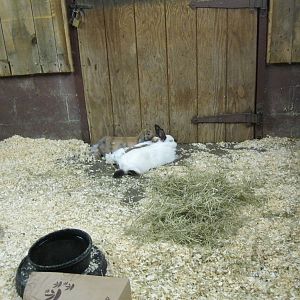 New England Farmyard- Rabbit Exhibit