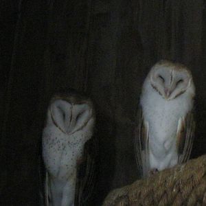 New England Farmyard- Barn Owls