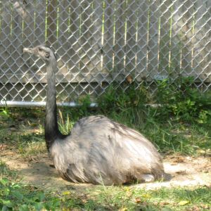 New England Farmyard- Male Rhea