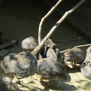 New England Farmyard- Helmeted Guineafowl Chicks