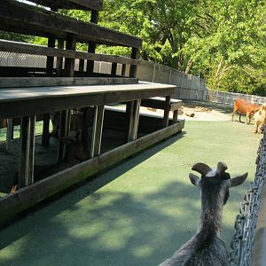 New England Farmyard- Goat Exhibit