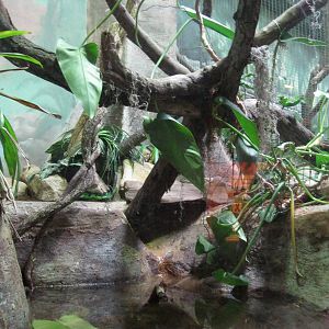 South American Rainforest- Boa Constrictor Exhibit