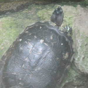 South American Rainforest- Hispaniolan Slider