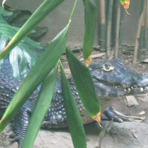 South American Rainforest- Yacare Caiman