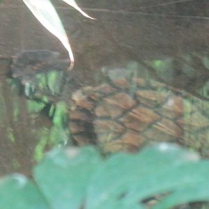 South American Rainforest- Mata-Mata Turtle