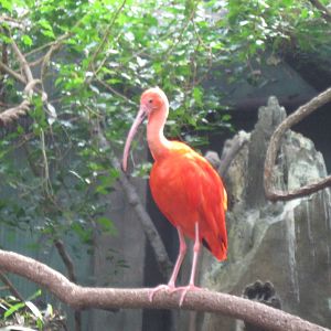 South American Rainforest- Scarlet Ibis