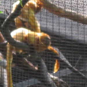 South American Rainforest- Golden-Lion Tamarins