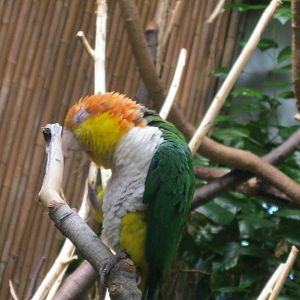 South American Rainforest- White-Bellied Caique