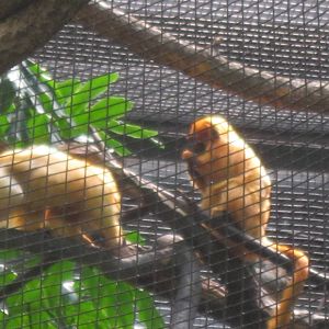 South American Rainforest- Golden-Lion Tamarins