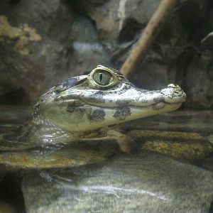 South American Rainforest- Yacare Caiman Hatchling