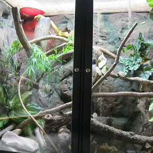 South American Rainforest- Boa/Caiman Exhibit