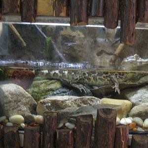 South American Rainforest- Boa\Caiman Exhibit