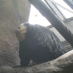 South American Rainforest- White-Faced Saki
