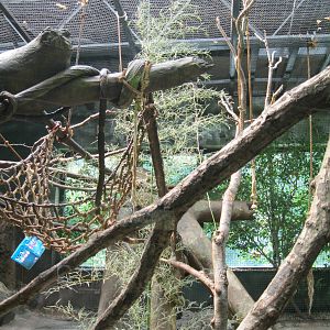 South American Rainforest- Saki Enrichment