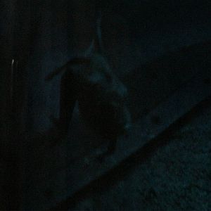 South American Rainforest- Common Vampire Bat