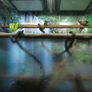 South American Rainforest- Emerald Tree Boa Exhibit