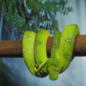 South American Rainforest- Emerald Tree Boa