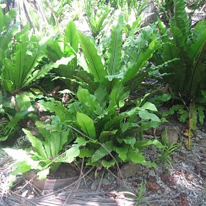 Birds Nest Tree Ferns