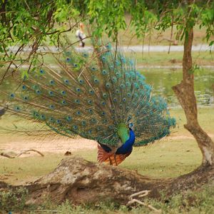 Yala National Park-Peacock and peahen