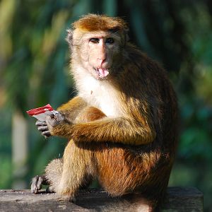 Macaque eating sugar