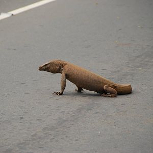 Land Monitor on Road