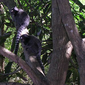 Common marmosets in tree