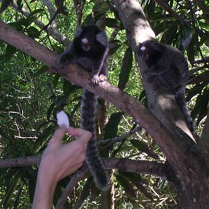 Feeding common marmosets