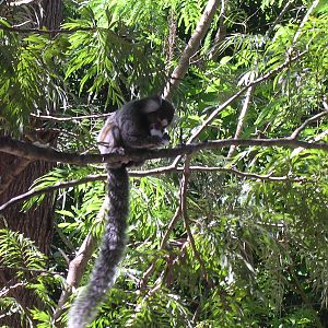Common marmoset eating